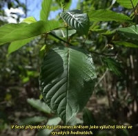 Odvrácená strana kratomu